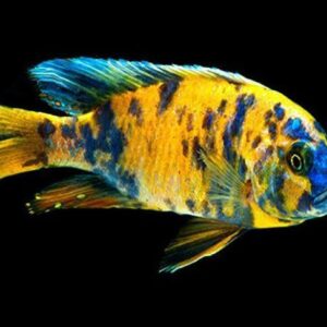 Imported OB peacock