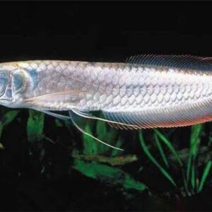 silver arowana