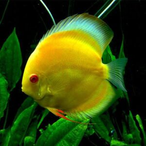 Yellow Discus Fish