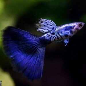 Blue Tail Guppy