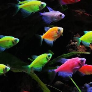 Coloured Widdow