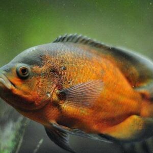 copper Oscar