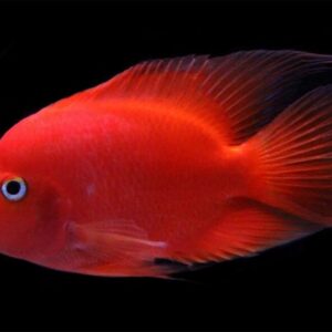 red parrot fish