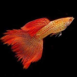 Red Snake Skin Guppy